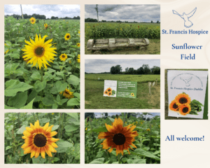 Sunflower Field now open
