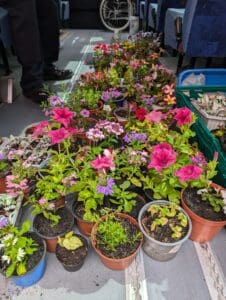 A large collection of potted flowering plants, including pink, purple and white blooms.